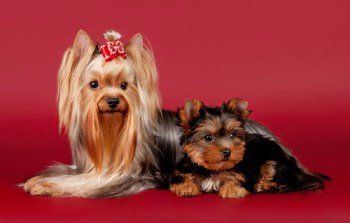 Yorkshire terrier bad sales breath